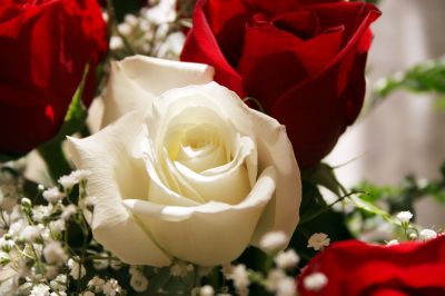 normal_white-rose.jpg
