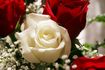 normal_white-rose.jpg
